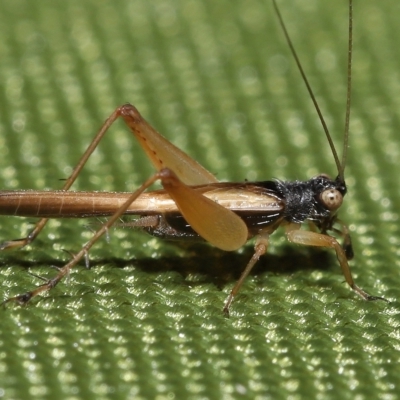 Trigonidium vittaticollis (A sword-tail cricket) by TimL