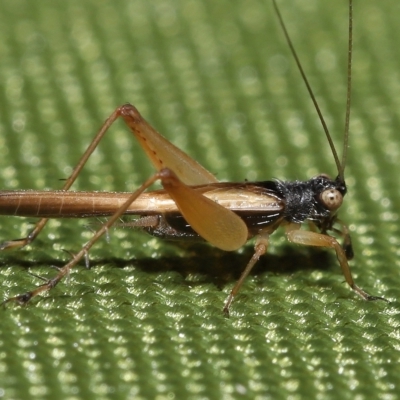 Unidentified Grasshopper, Cricket or Katydid (Orthoptera) at Wellington Point, QLD - 20 Mar 2023 by TimL