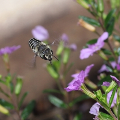 Amegilla sp. (genus) at Wellington Point, QLD - 24 Mar 2023 by TimL