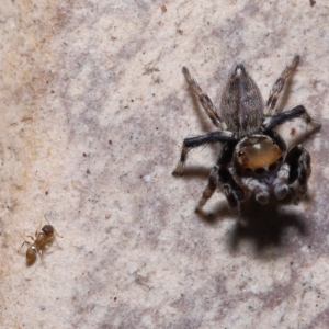 Formicidae (family) at Wellington Point, QLD - suppressed