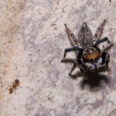 Formicidae (family) (Unidentified ant) at Wellington Point, QLD - 11 Mar 2023 by TimL