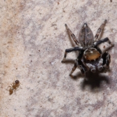 Unidentified Ant (Hymenoptera, Formicidae) (TBC) at Wellington Point, QLD - 11 Mar 2023 by TimL