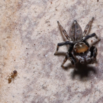 Unidentified Ant (Hymenoptera, Formicidae) at Wellington Point, QLD - 11 Mar 2023 by TimL