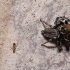 Formicidae (family) at Wellington Point, QLD - suppressed