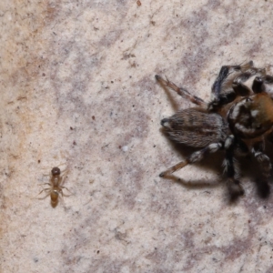 Formicidae (family) at Wellington Point, QLD - suppressed