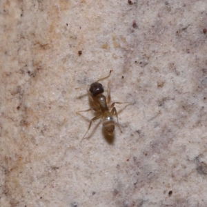 Formicidae (family) at Wellington Point, QLD - suppressed