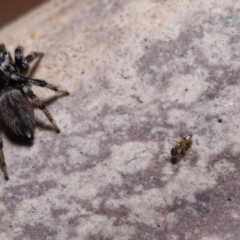 Formicidae (family) at Wellington Point, QLD - suppressed