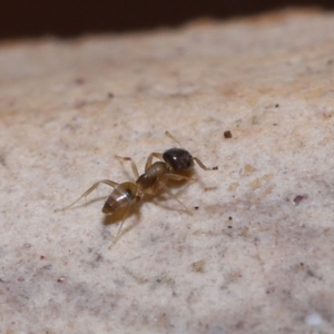 Formicidae (family) at Wellington Point, QLD - suppressed