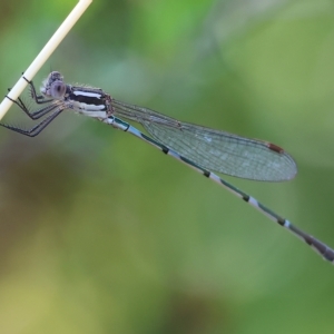 Austrolestes leda at Albury, NSW - 5 Mar 2023 09:59 AM