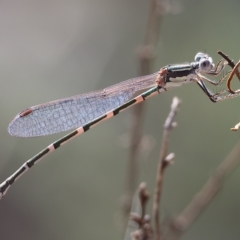 Unidentified Damselfly (Zygoptera) at Albury - 4 Mar 2023 by KylieWaldon