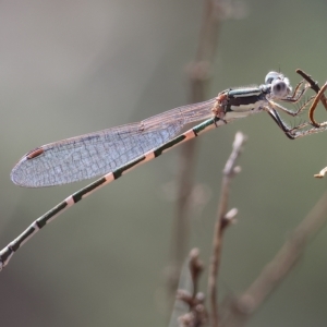 Austrolestes leda at Albury, NSW - 5 Mar 2023 10:01 AM