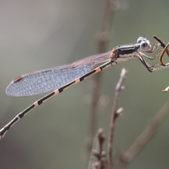 Unidentified Damselfly (Zygoptera) at Nail Can Hill - 4 Mar 2023 by KylieWaldon