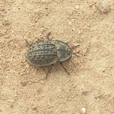Helea ovata (Pie-dish beetle) at Ginninderry Conservation Corridor - 14 Mar 2023 by LD12