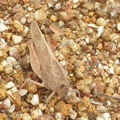 Goniaea australasiae (Gumleaf grasshopper) at Coree, ACT - 25 Mar 2023 by LD12