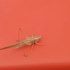 Conocephalus semivittatus (Meadow katydid) at Scullin, ACT - 24 Mar 2023 by LD12