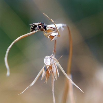 Lipotriches (Austronomia) phanerura (Halictid Bee) at Higgins Woodland - 25 Mar 2023 by Trevor