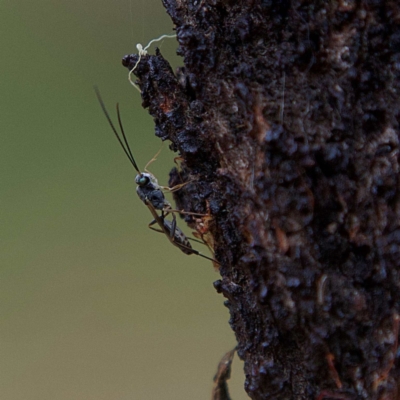 Unidentified Wasp (Hymenoptera, Apocrita) at Higgins, ACT - 25 Mar 2023 by Trevor