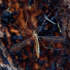 Leptotarsus (Habromastix) sp. (sub-genus) (A crane fly) at Higgins Woodland - 25 Mar 2023 by Trevor