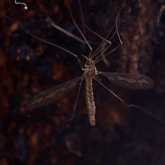 Leptotarsus (Habromastix) sp. (sub-genus) at Higgins, ACT - 25 Mar 2023