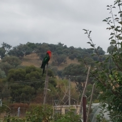 Alisterus scapularis (Australian King-Parrot) at Wirlinga, NSW - 26 Mar 2023 by RobCook