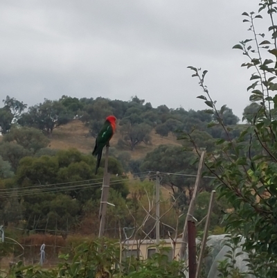 Alisterus scapularis (Australian King-Parrot) at Albury - 25 Mar 2023 by RobCook