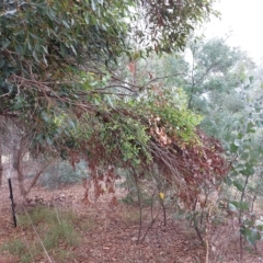 Eucalyptus sp. (A Gum Tree) at Albury - 25 Mar 2023 by RobCook