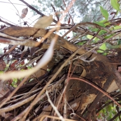 Eucalyptus (genus) at Wirlinga, NSW - 26 Mar 2023 09:53 AM