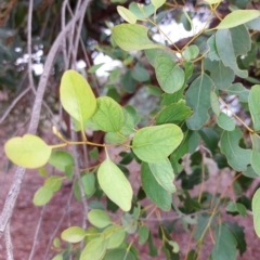 Eucalyptus sp. at Wirlinga, NSW - 26 Mar 2023 09:53 AM