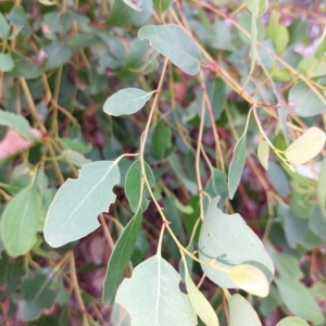 Eucalyptus sp. at Wirlinga, NSW - 26 Mar 2023 09:53 AM