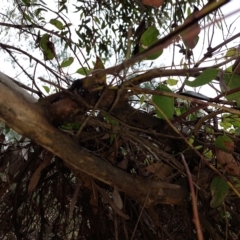 Eucalyptus sp. at Wirlinga, NSW - 26 Mar 2023