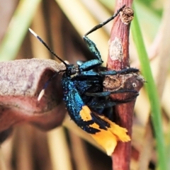 Cebysa leucotelus at Cook, ACT - 24 Mar 2023