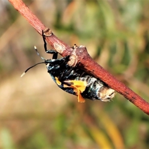 Cebysa leucotelus at Cook, ACT - 24 Mar 2023