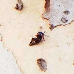 Cebysa leucotelus at Cook, ACT - 24 Mar 2023