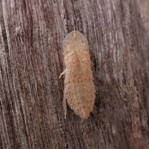 Ledromorpha planirostris at Cook, ACT - 24 Mar 2023