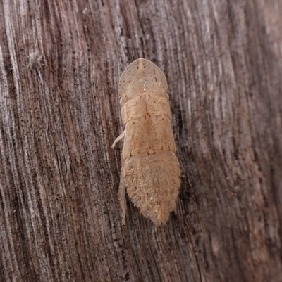 Ledromorpha planirostris (A leafhopper) at Mount Painter - 24 Mar 2023 by CathB