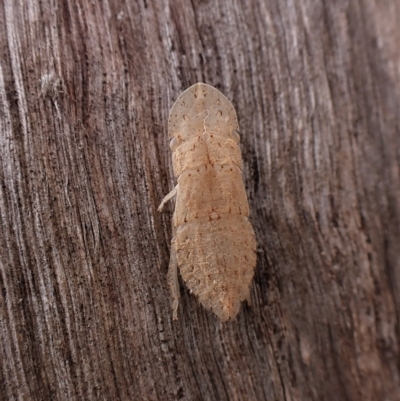 Ledromorpha planirostris (A leafhopper) at Cook, ACT - 24 Mar 2023 by CathB