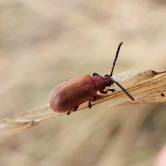 Poneridia macdonaldi (Leaf beetle) at Cook, ACT - 24 Mar 2023 by CathB