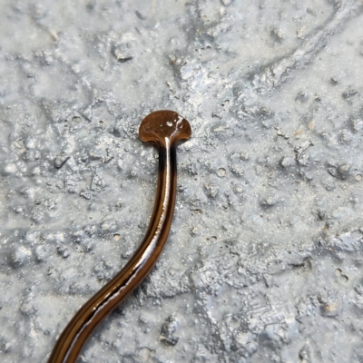 Bipalium kewense (Hammerhead flatworm) at Molonglo Valley, ACT - 26 Mar 2023 by AaronClausen