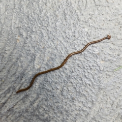 Bipalium kewense at Molonglo Valley, ACT - 26 Mar 2023