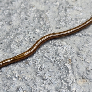 Bipalium kewense at Molonglo Valley, ACT - 26 Mar 2023