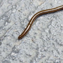 Bipalium kewense at Molonglo Valley, ACT - 26 Mar 2023