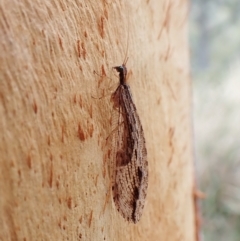 Oedosmylus tasmaniensis (Lacewing) at Mount Painter - 24 Mar 2023 by CathB