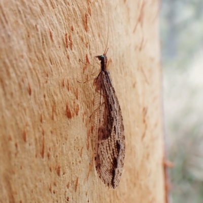 Oedosmylus tasmaniensis (Lacewing) at Mount Painter - 24 Mar 2023 by CathB