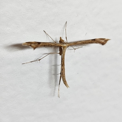 Sinpunctiptilia emissalis (Speedwell Pterror) at Molonglo Valley, ACT - 26 Mar 2023 by AaronClausen