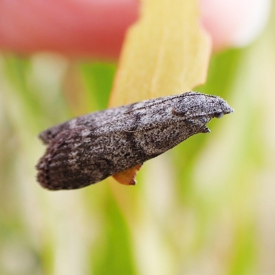 Heteromicta pachytera (Galleriinae subfamily moth) at Mount Painter - 24 Mar 2023 by CathB