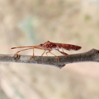 Hamedius incarnatus (Broad-headed Bug) at Cook, ACT - 24 Mar 2023 by CathB