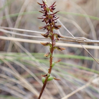 Corunastylis clivicola (Rufous midge orchid) at Mount Painter - 21 Mar 2023 by CathB