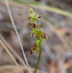 Corunastylis clivicola at Cook, ACT - 21 Mar 2023