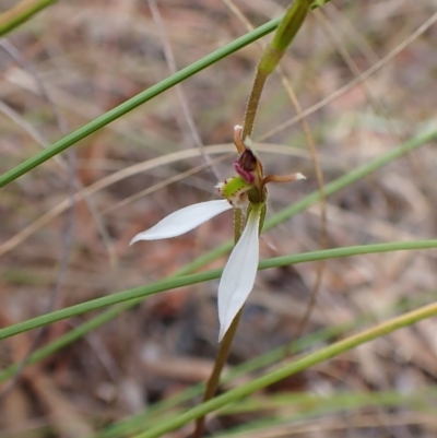 Eriochilus cucullatus (Parson's Bands) at Mount Painter - 24 Mar 2023 by CathB