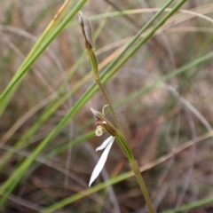 Eriochilus cucullatus at Cook, ACT - suppressed